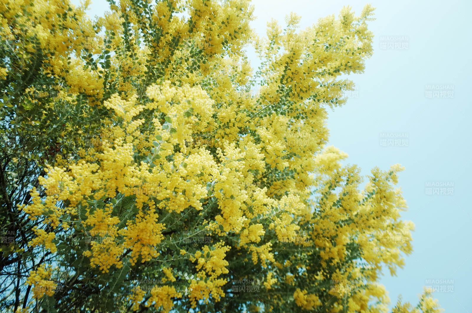 金黄花海 春意盎然图片