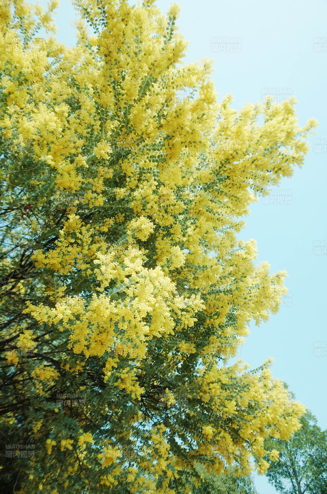 金黄花海映蓝天图片