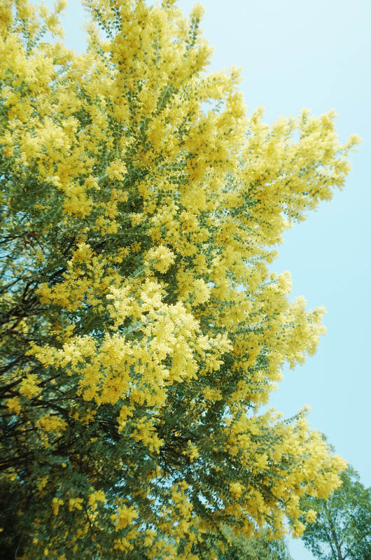 金黄花海映蓝天图片