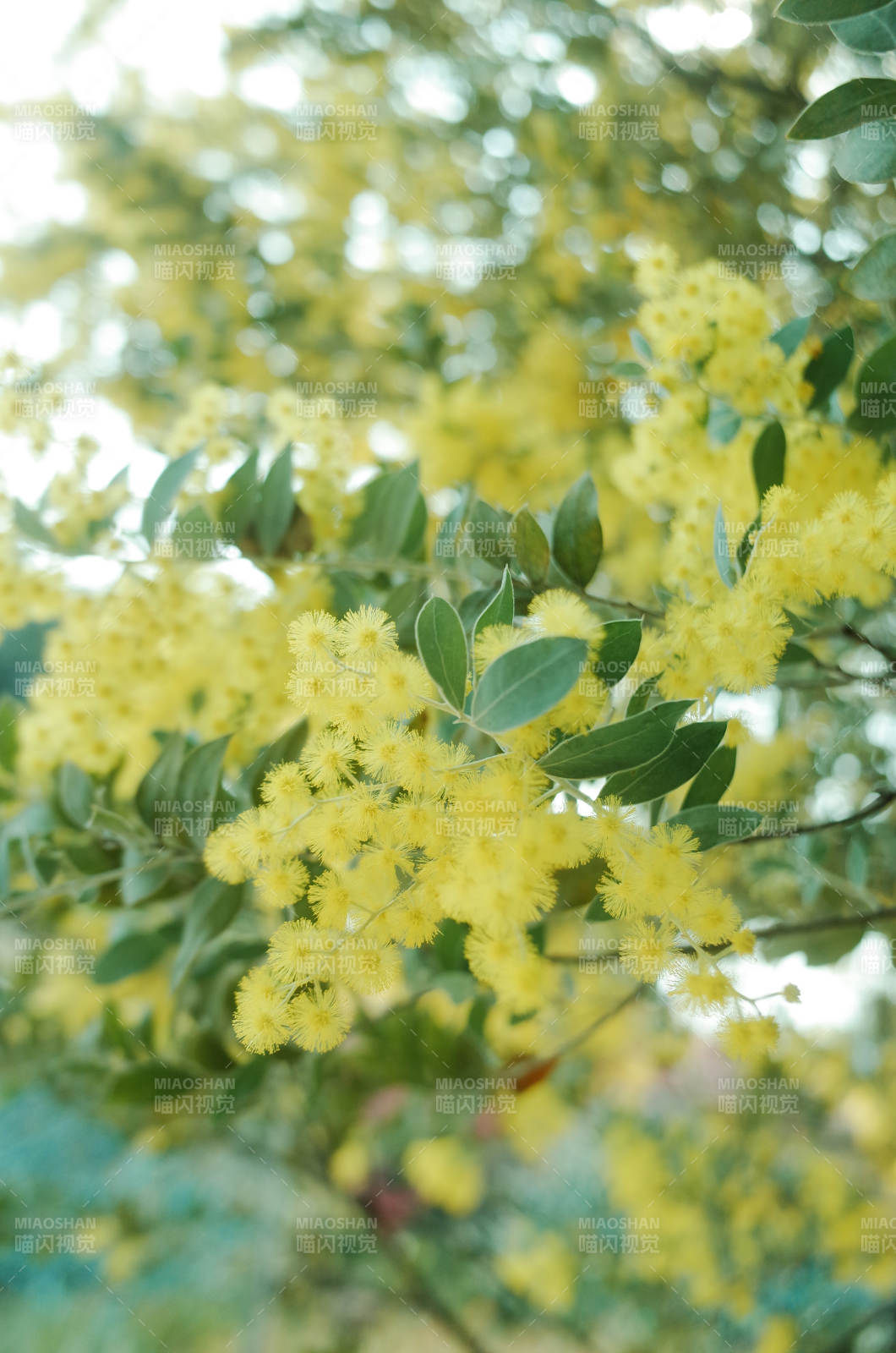 金黄花簇 绿叶相伴图片