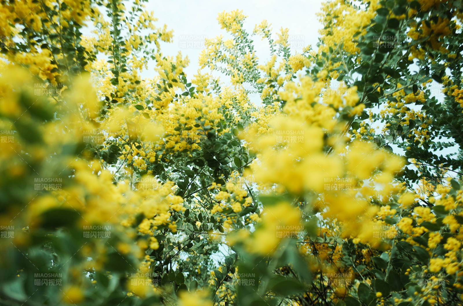 春日黄花绽放美景图片