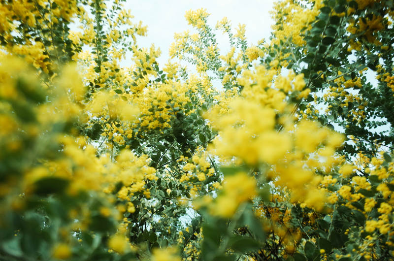 春日黄花绽放美景图片