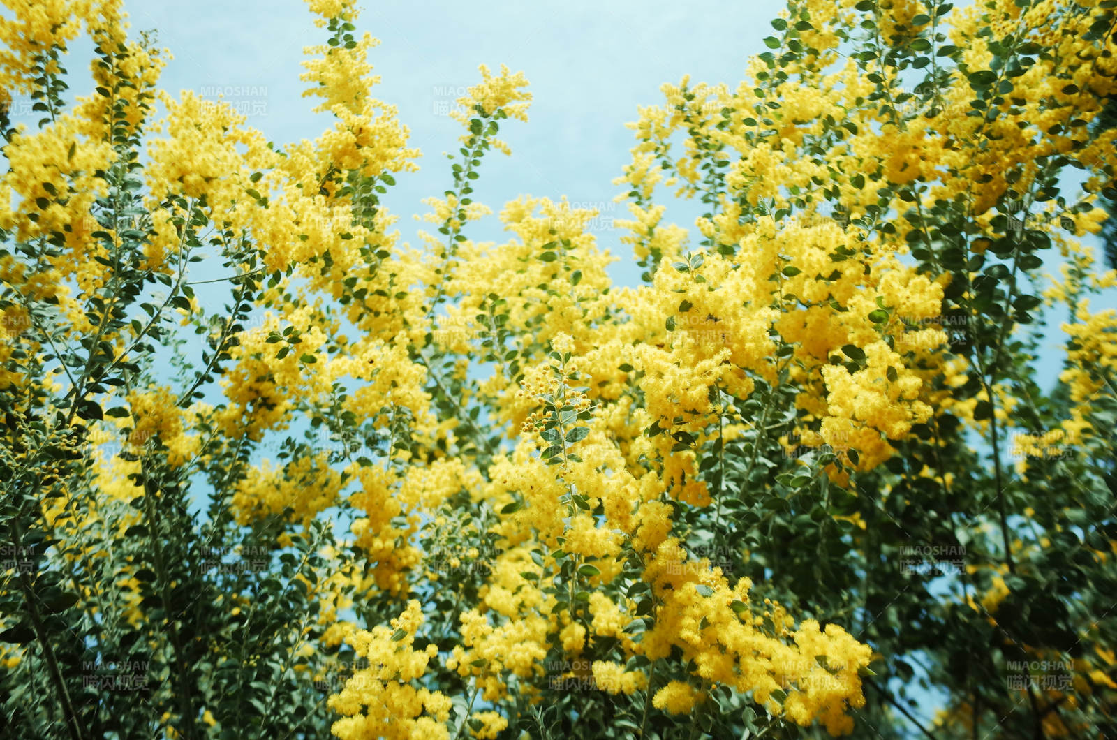 金黄花海 春日绽放图片