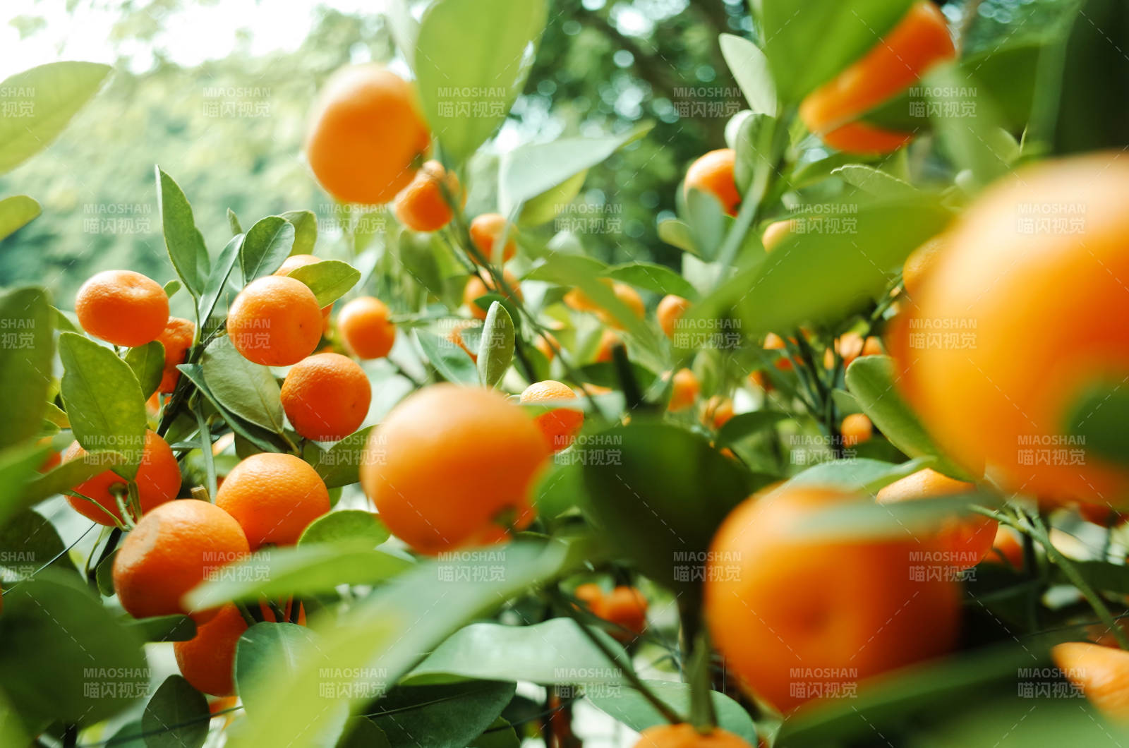 金桔树上的累累果实图片