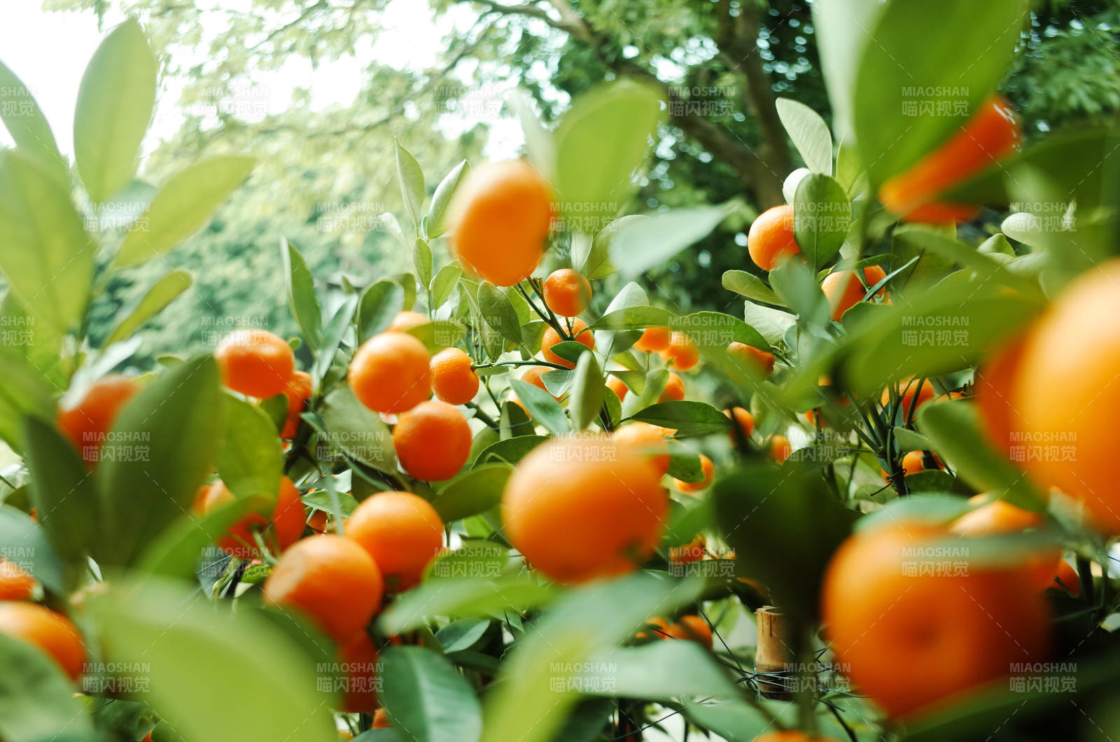 金桔树上的累累果实图片