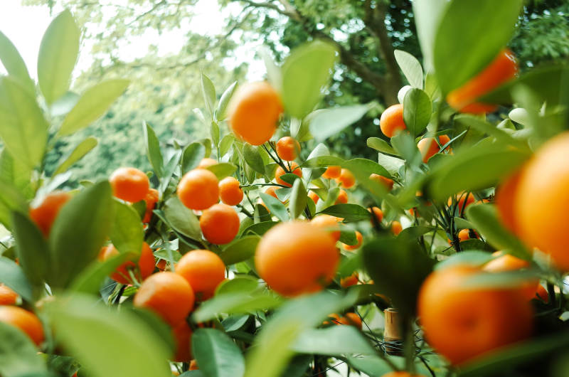 金桔树上的累累果实图片