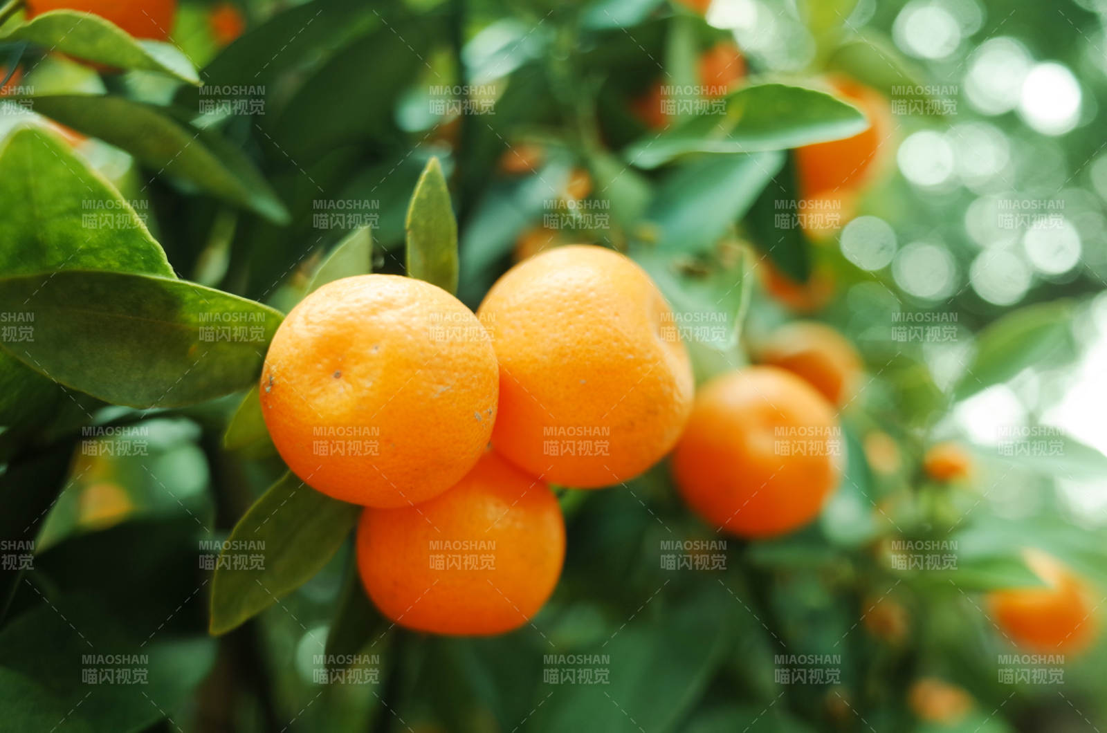 橙子树上的丰收果实图片