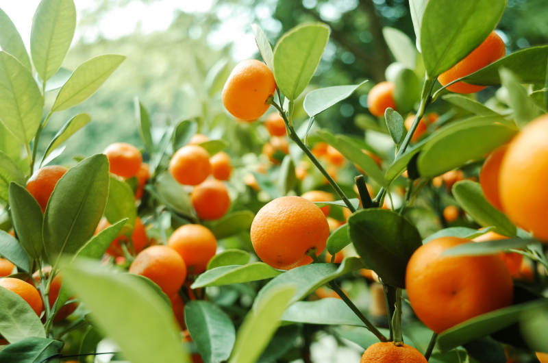 橘子树上的累累果实图片