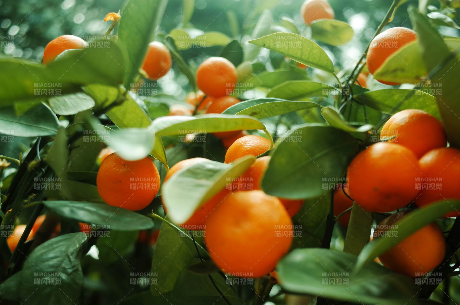 橙子树上的丰收果实图片