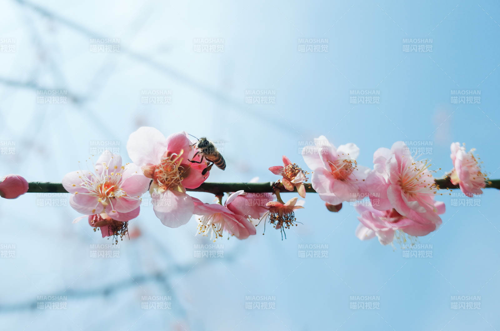 蜜蜂采蜜梅花枝头图片