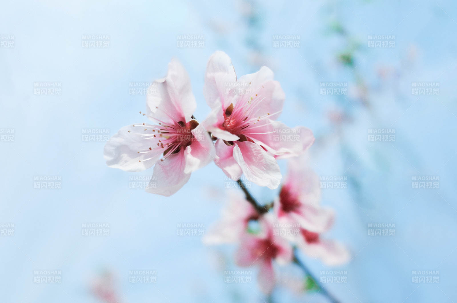 春日桃花绽放美景图片