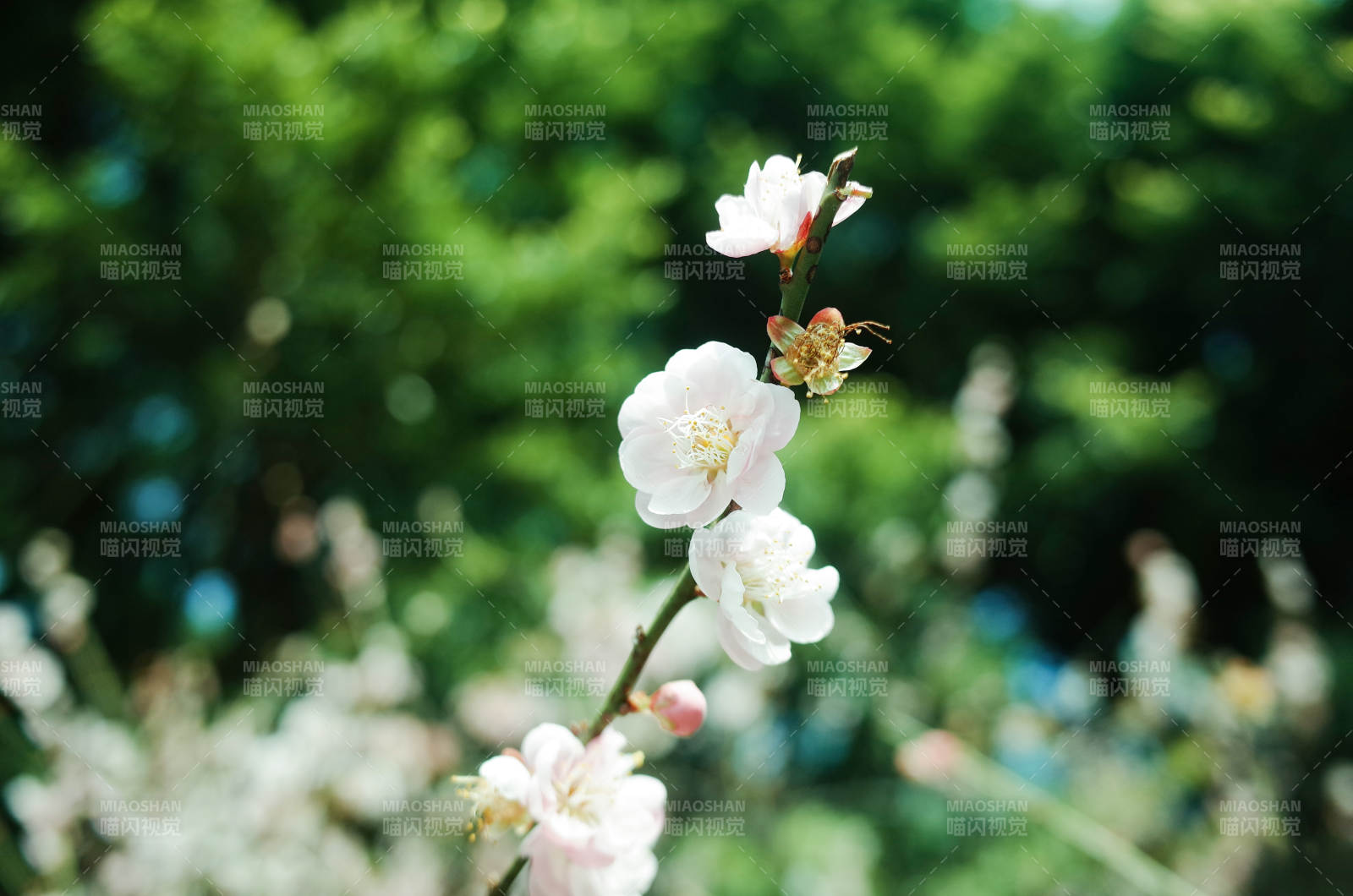 春日花开 清新自然图片