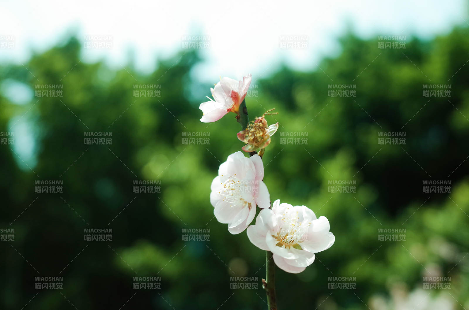 春日枝头绽放的花朵图片