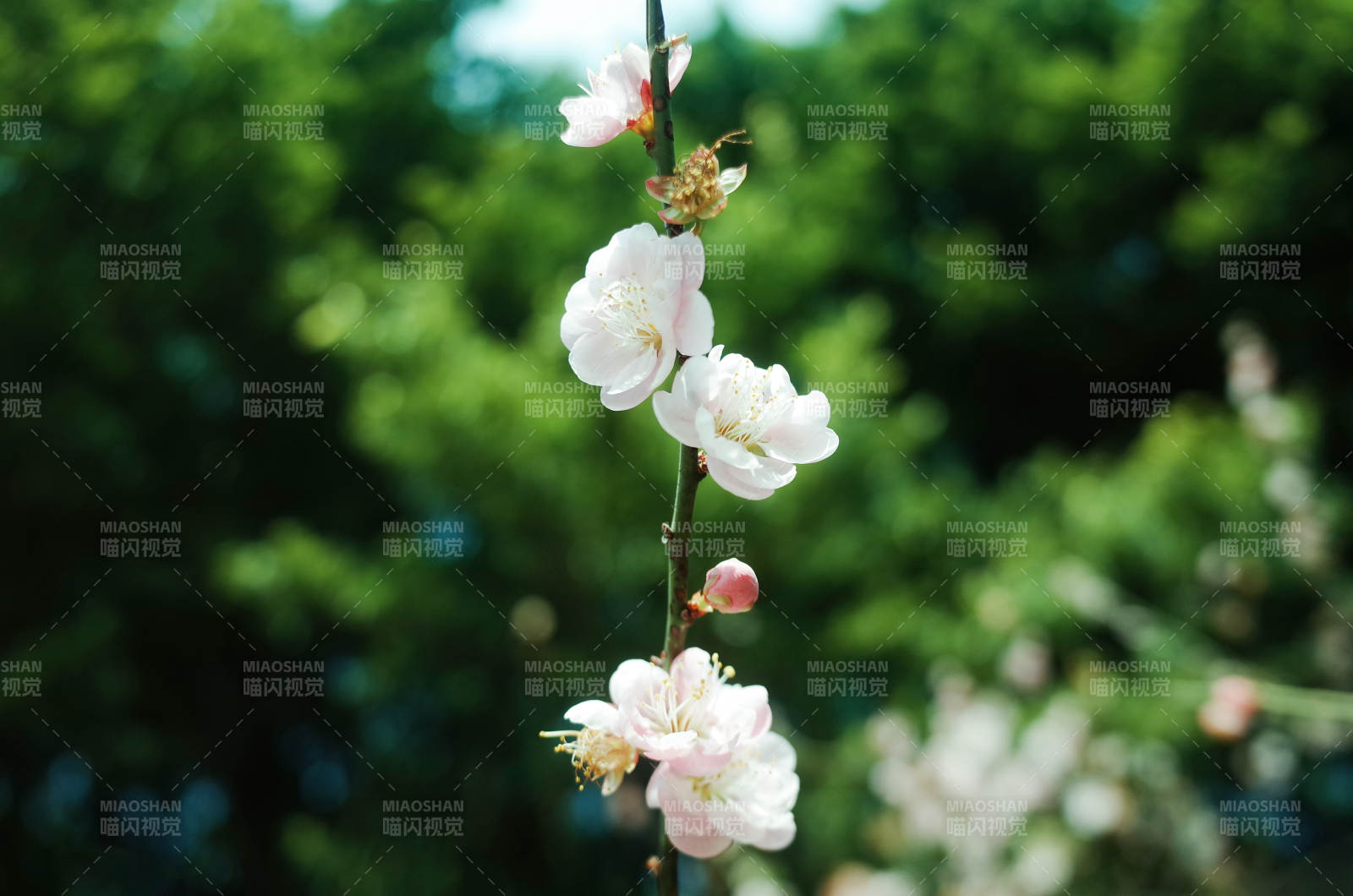 春日枝头梅花绽放图片