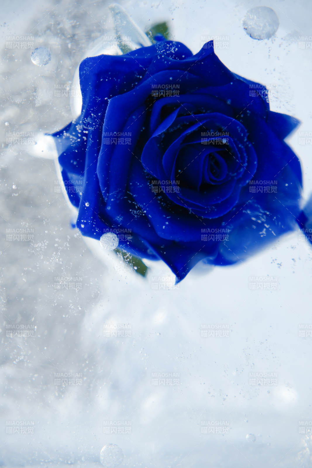 冰封的蓝色玫瑰花图片