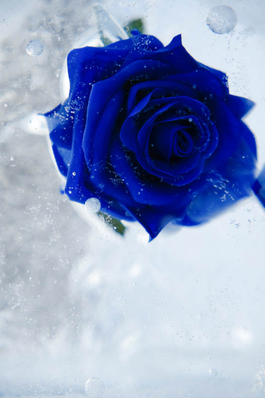 冰封的蓝色玫瑰花图片