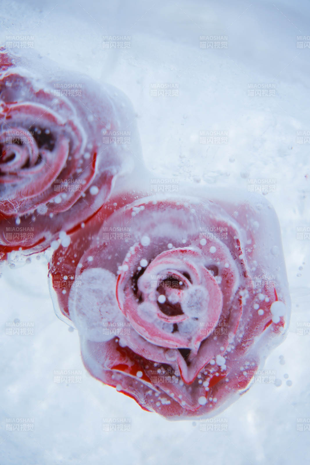 冰封玫瑰 静谧之美图片