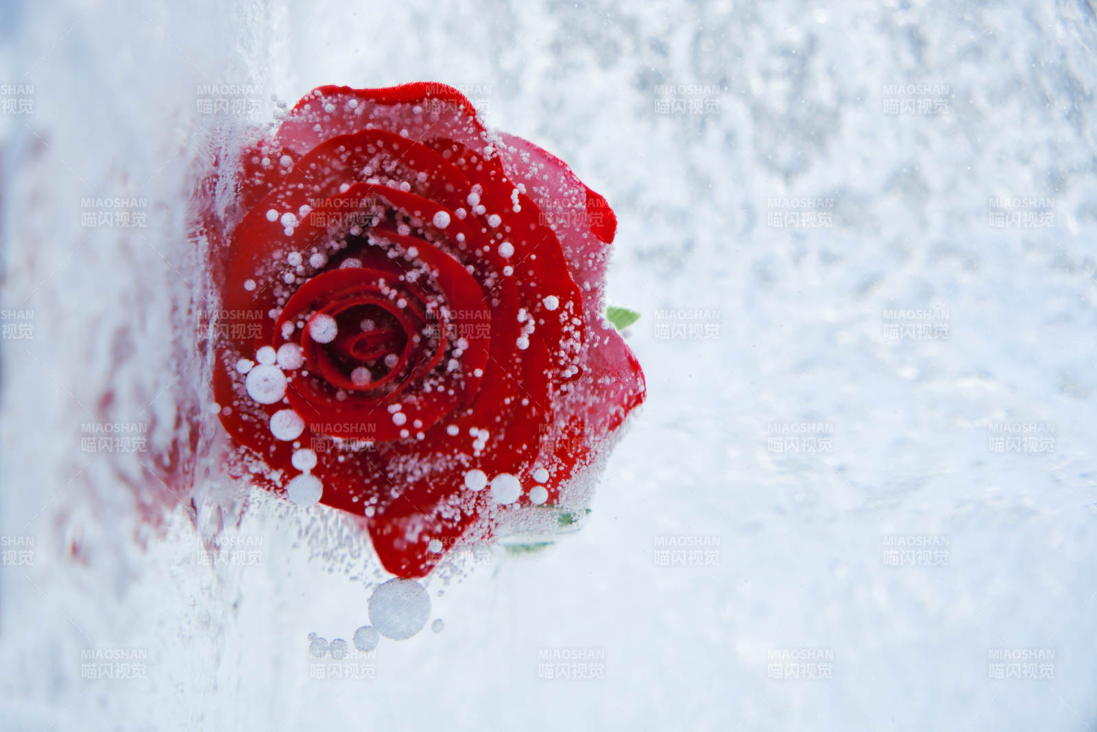 冰封的红玫瑰图片