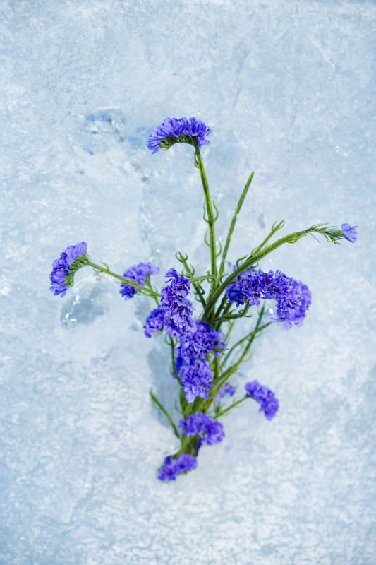 雪中紫花静谧美图片