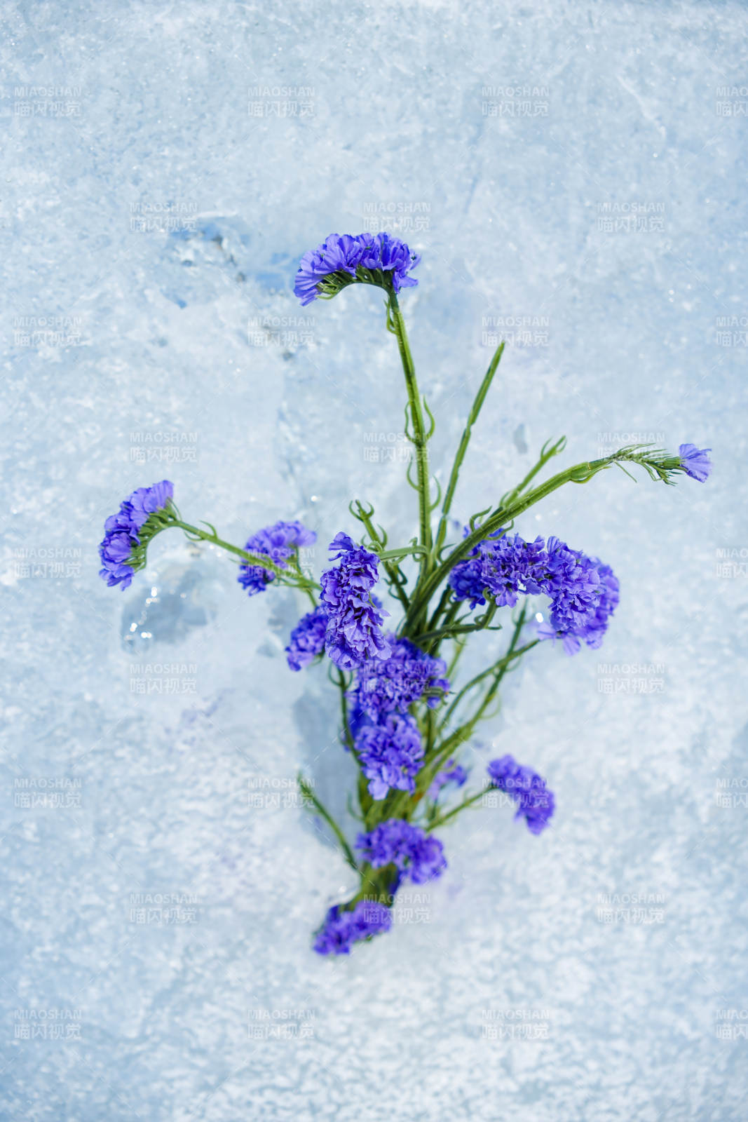 雪中紫花静谧美图片