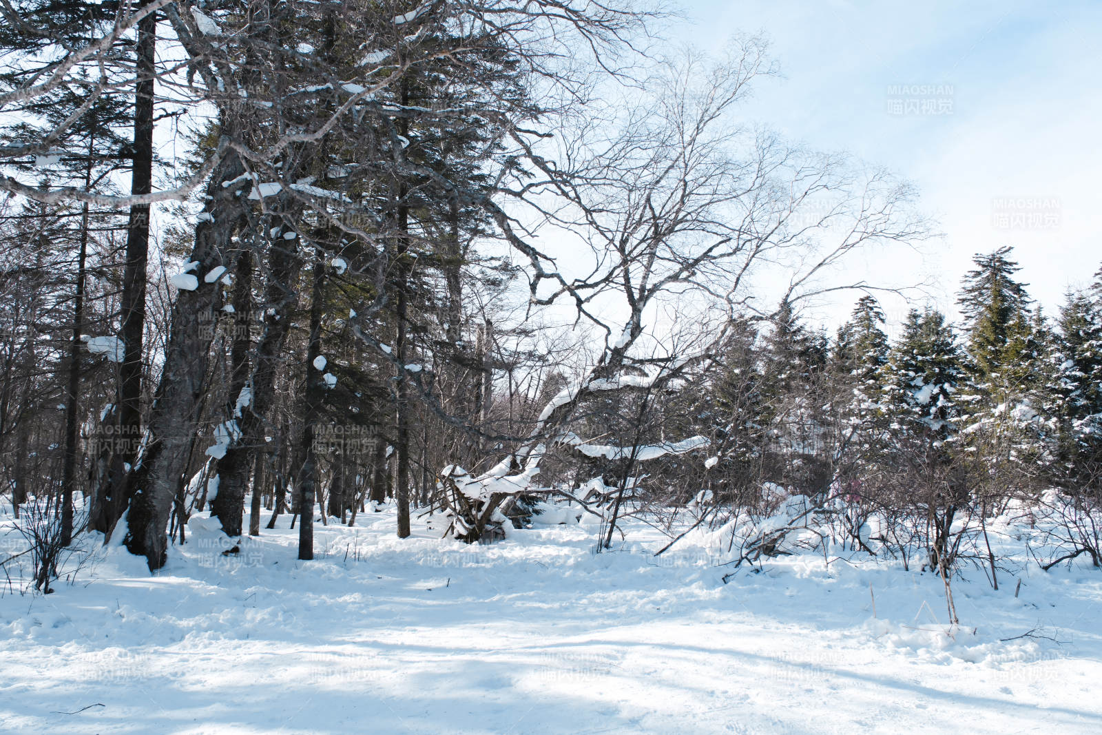冬日雪林静谧景图片