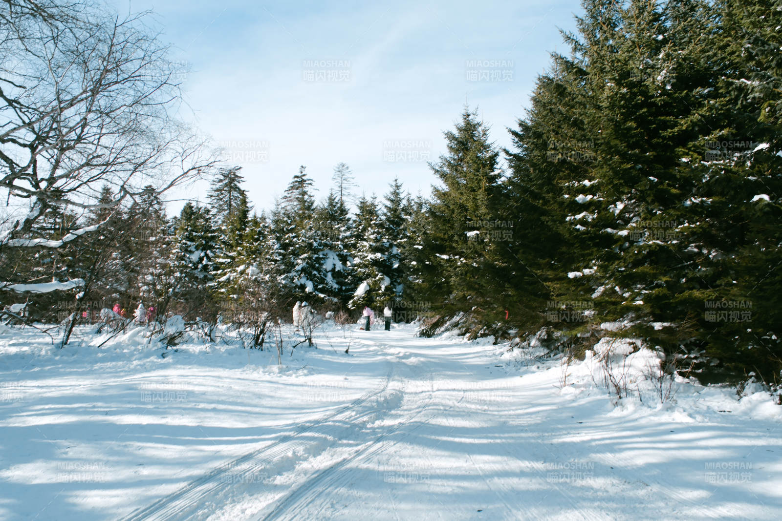 冬日雪景 松林静谧图片
