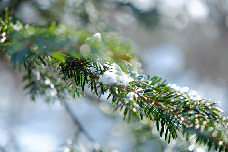 雪落松枝冬日景图片