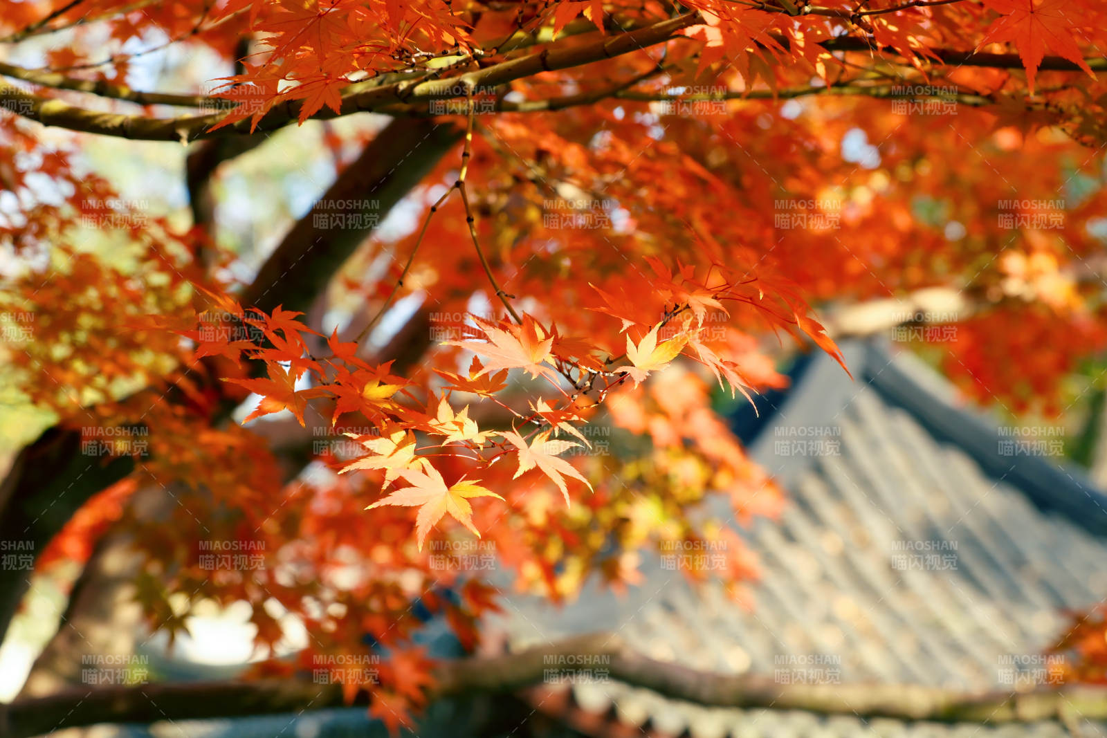秋日红叶映古屋图片