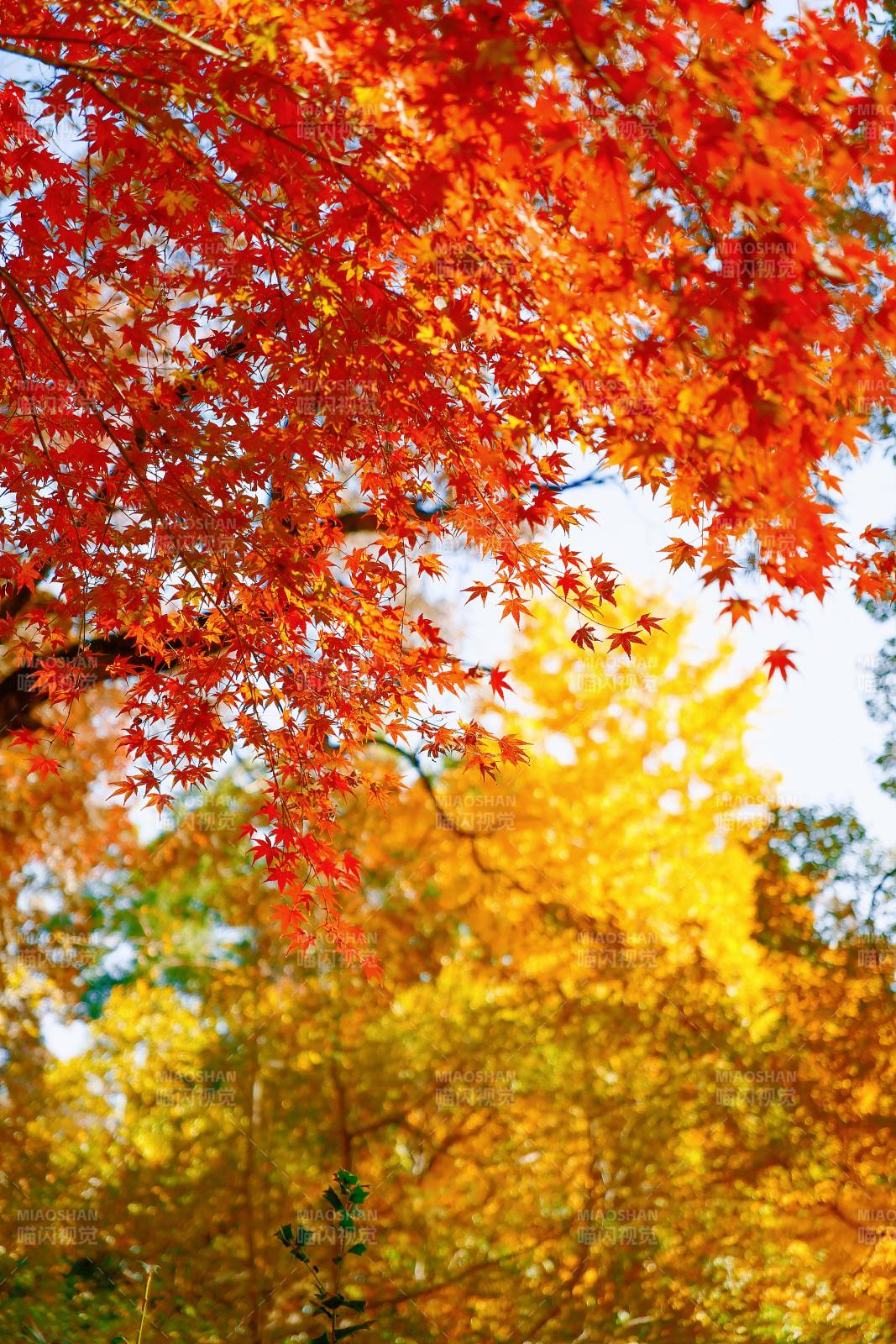 秋日红叶映蓝天图片