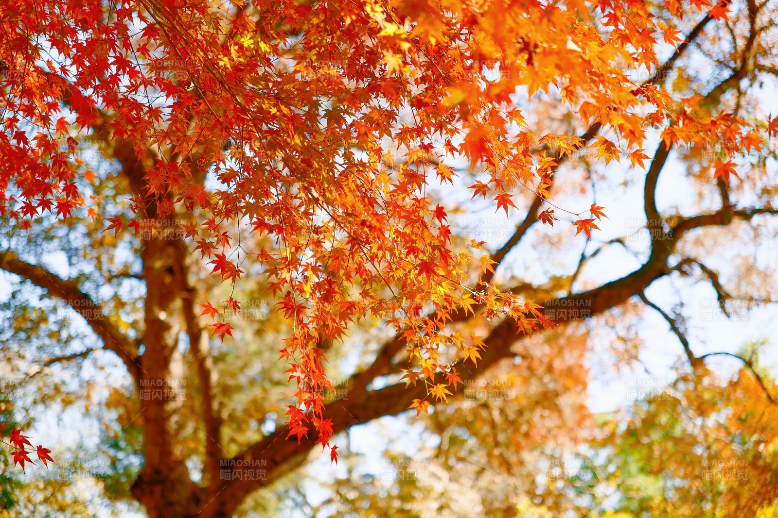 秋日红叶映蓝天图片