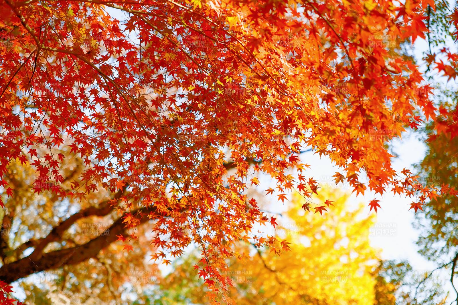 秋日红叶映蓝天图片