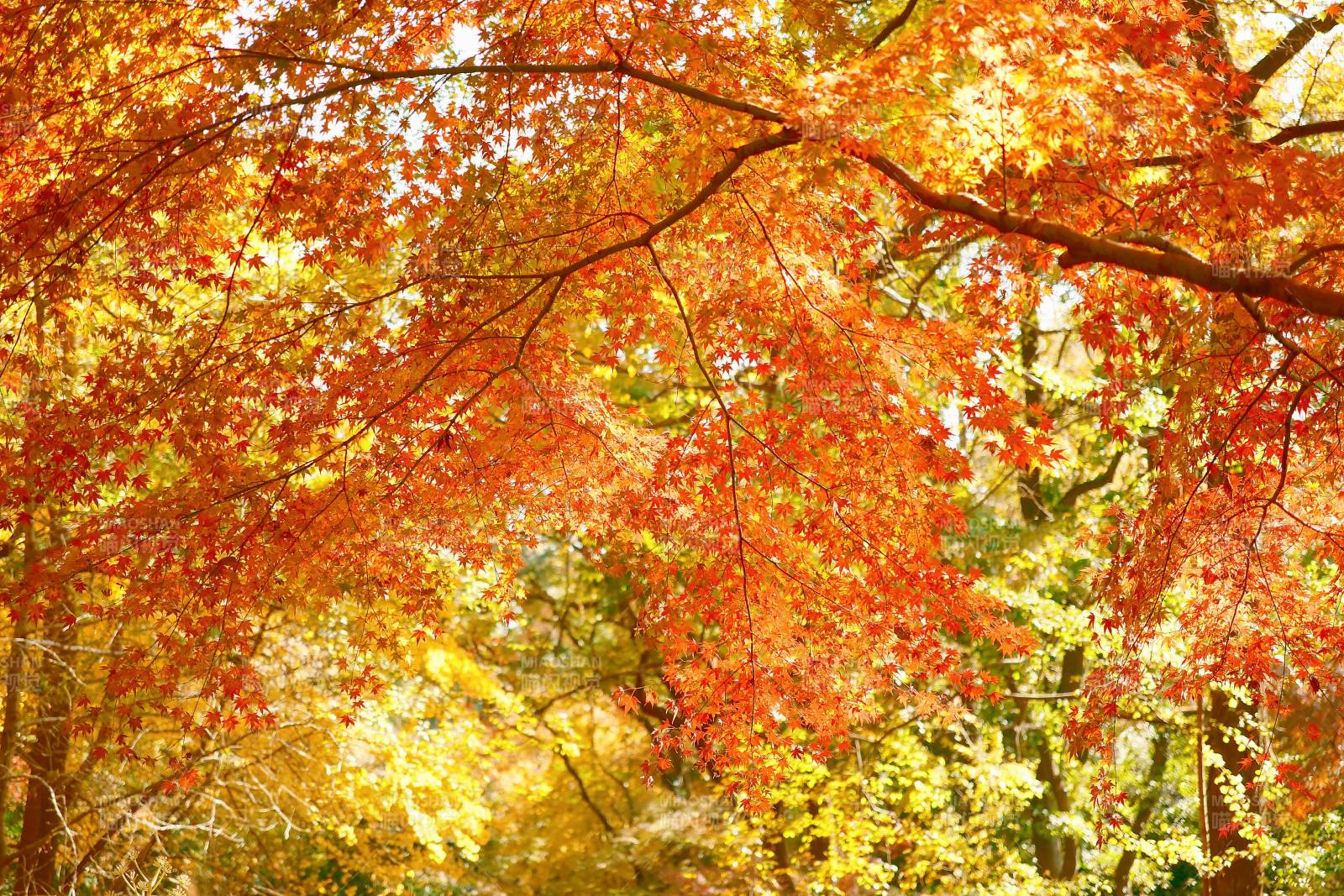秋日红叶映阳光图片