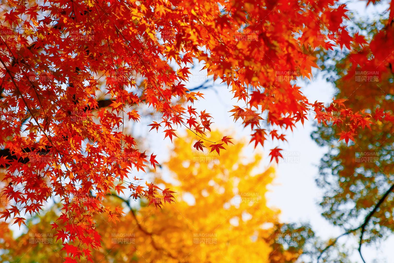 秋日红叶映蓝天图片