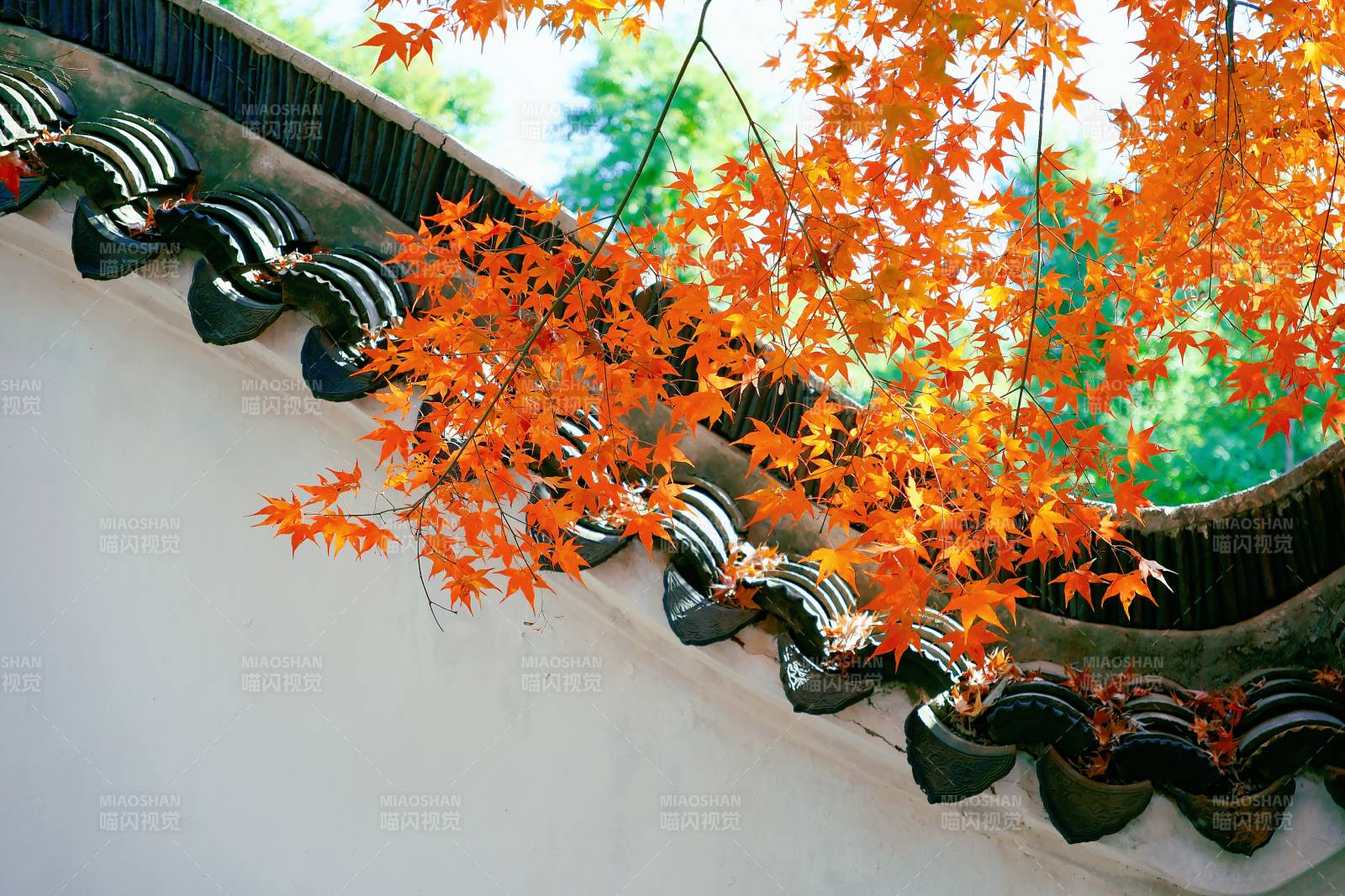 秋叶映衬古墙之美图片