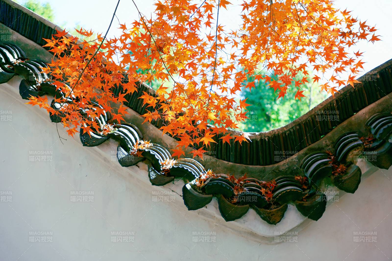 虎丘秋叶映衬古建筑之美图片