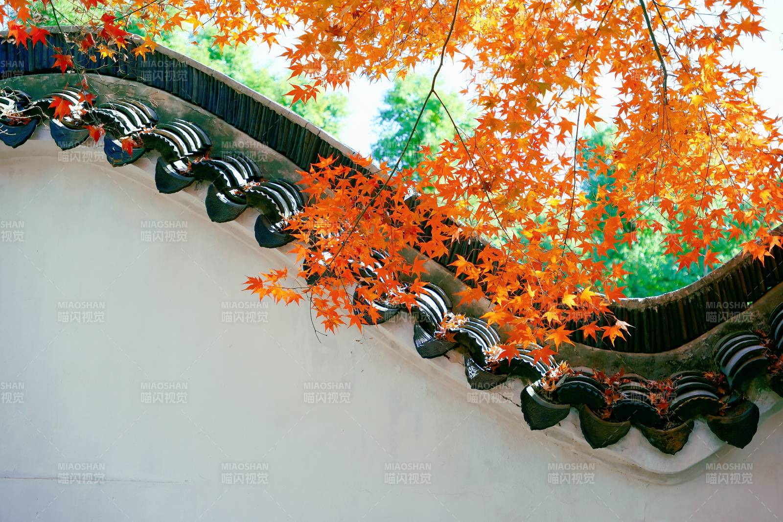 秋叶映古墙 韵味悠长图片