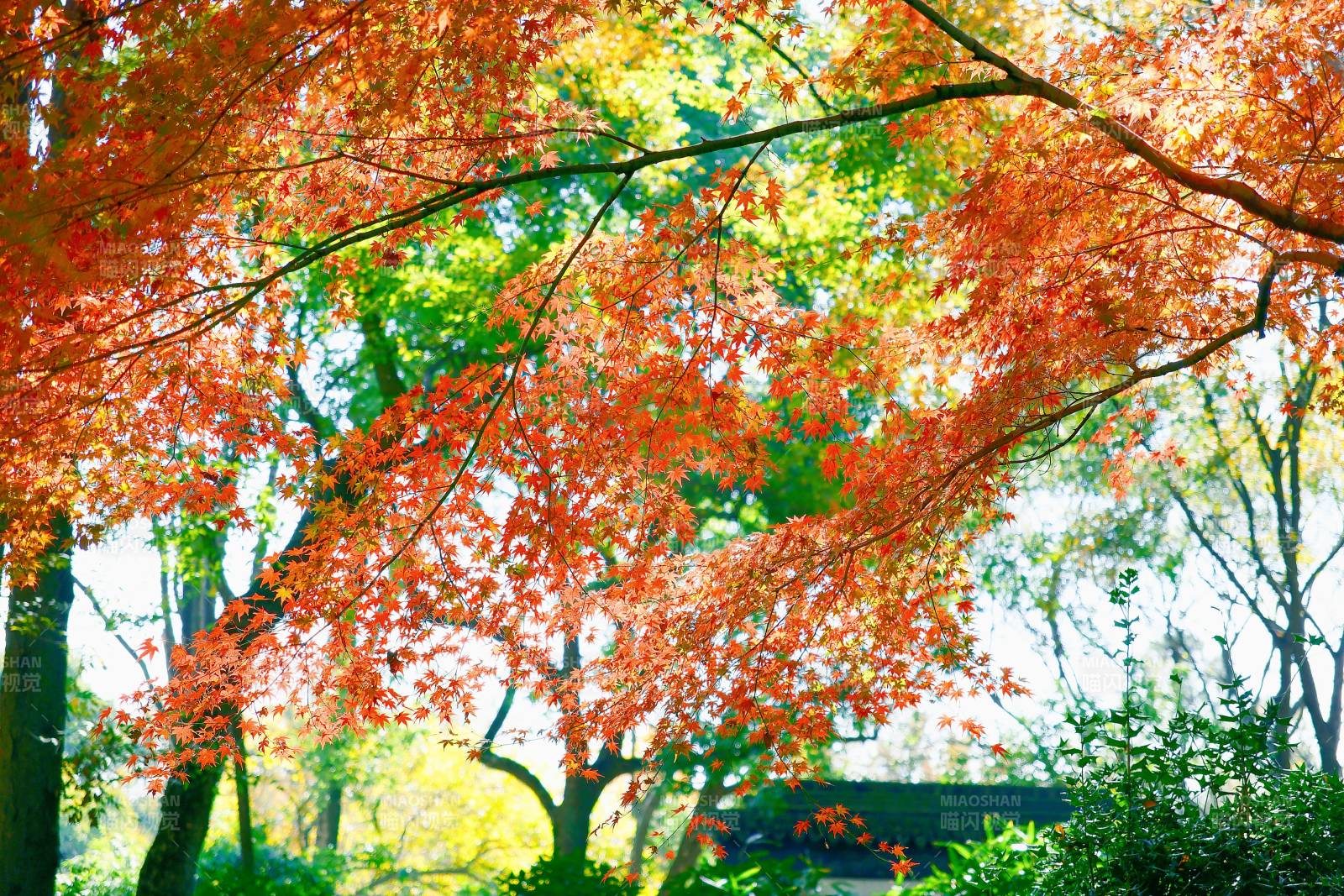 秋日红叶映阳光图片