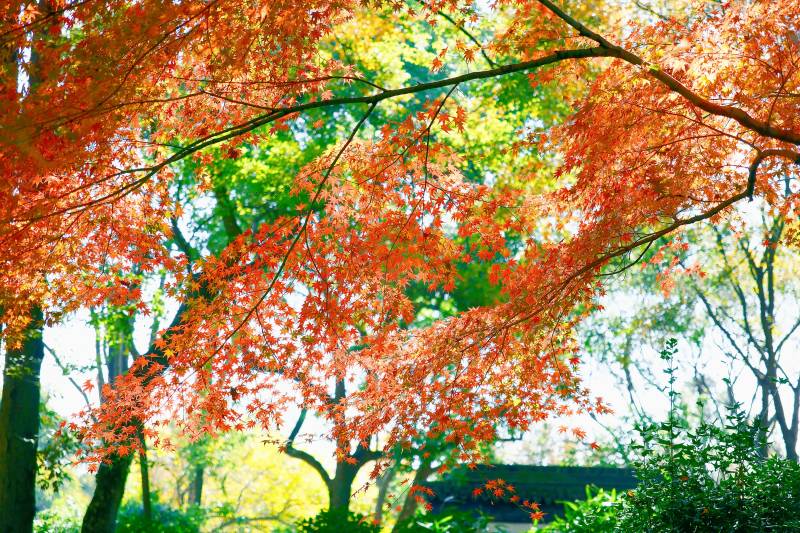 秋日红叶映阳光图片