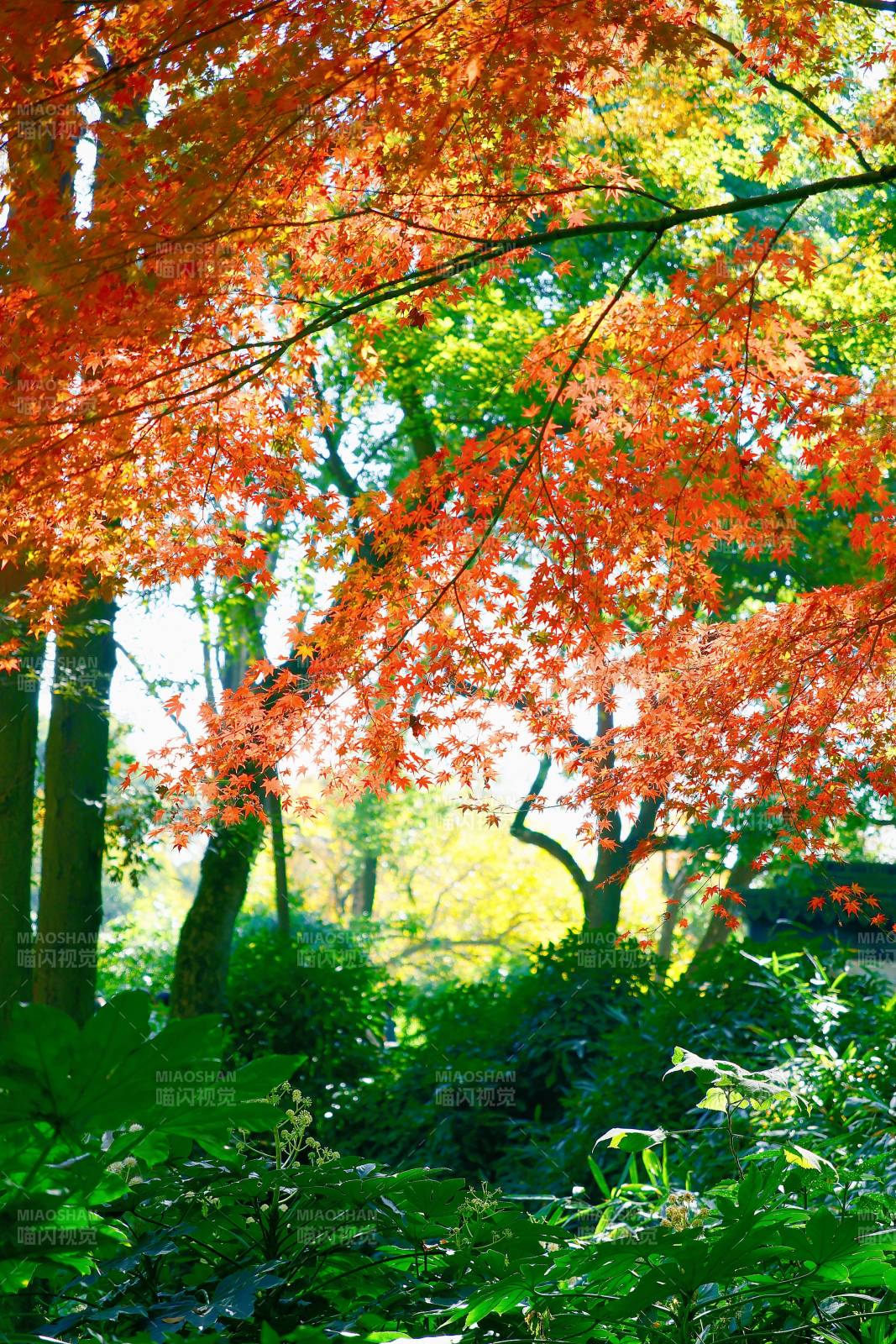 秋日红叶映绿林图片