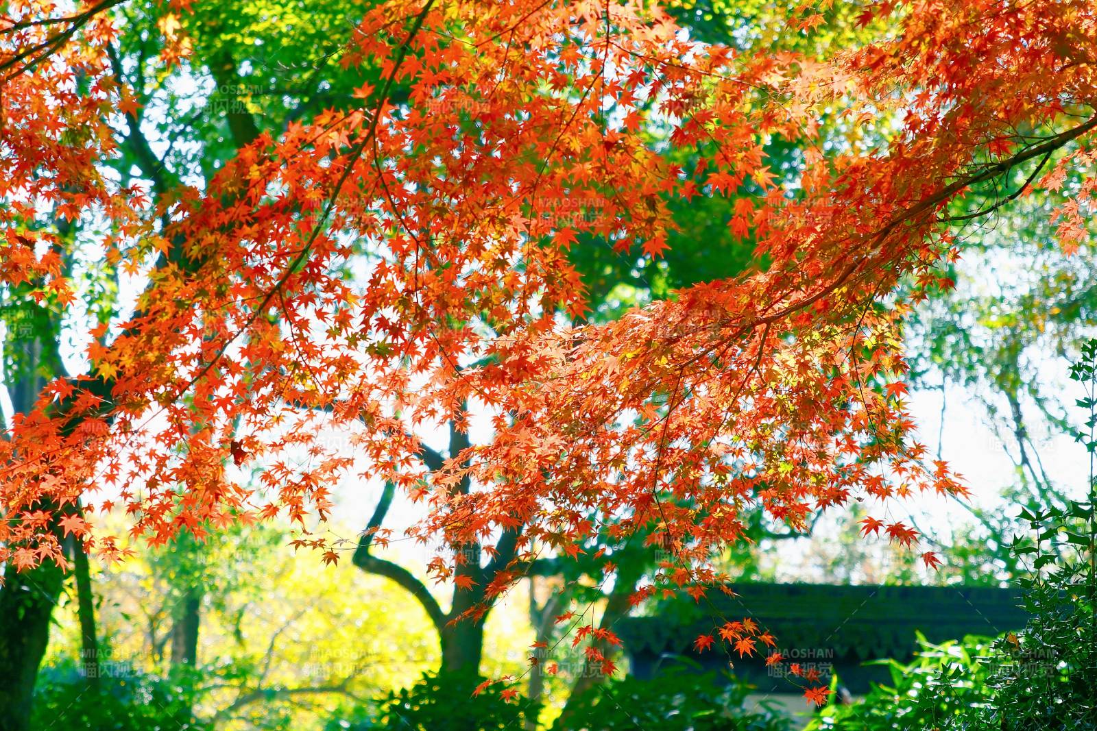 秋日红叶映绿林图片