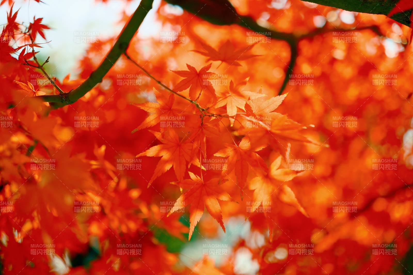 秋日红叶映阳光图片