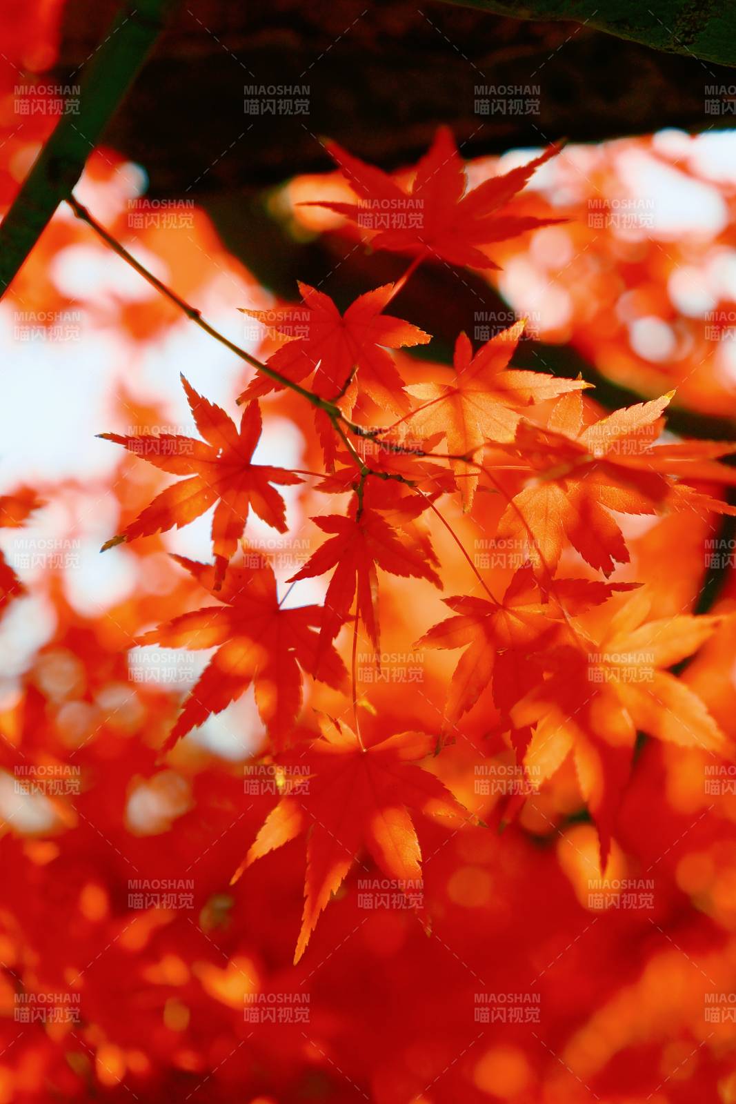 秋日红叶映天光图片