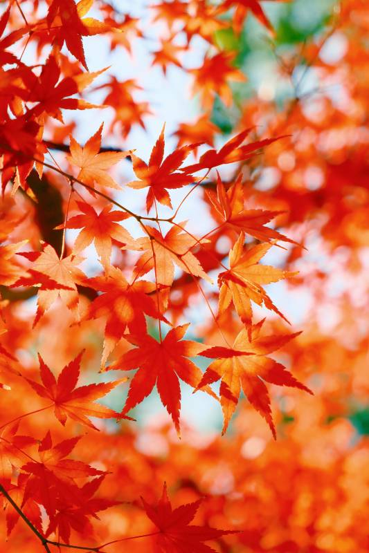 秋日红叶映蓝天图片