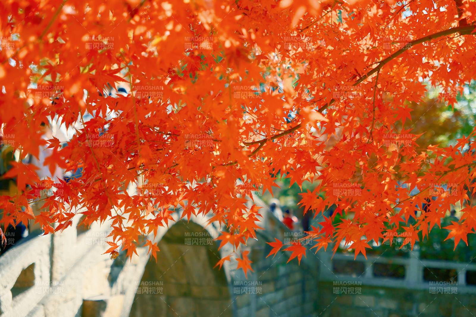 秋日红叶映桥景图片