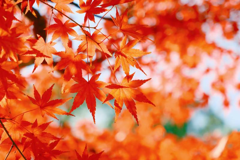 秋日红叶映蓝天图片