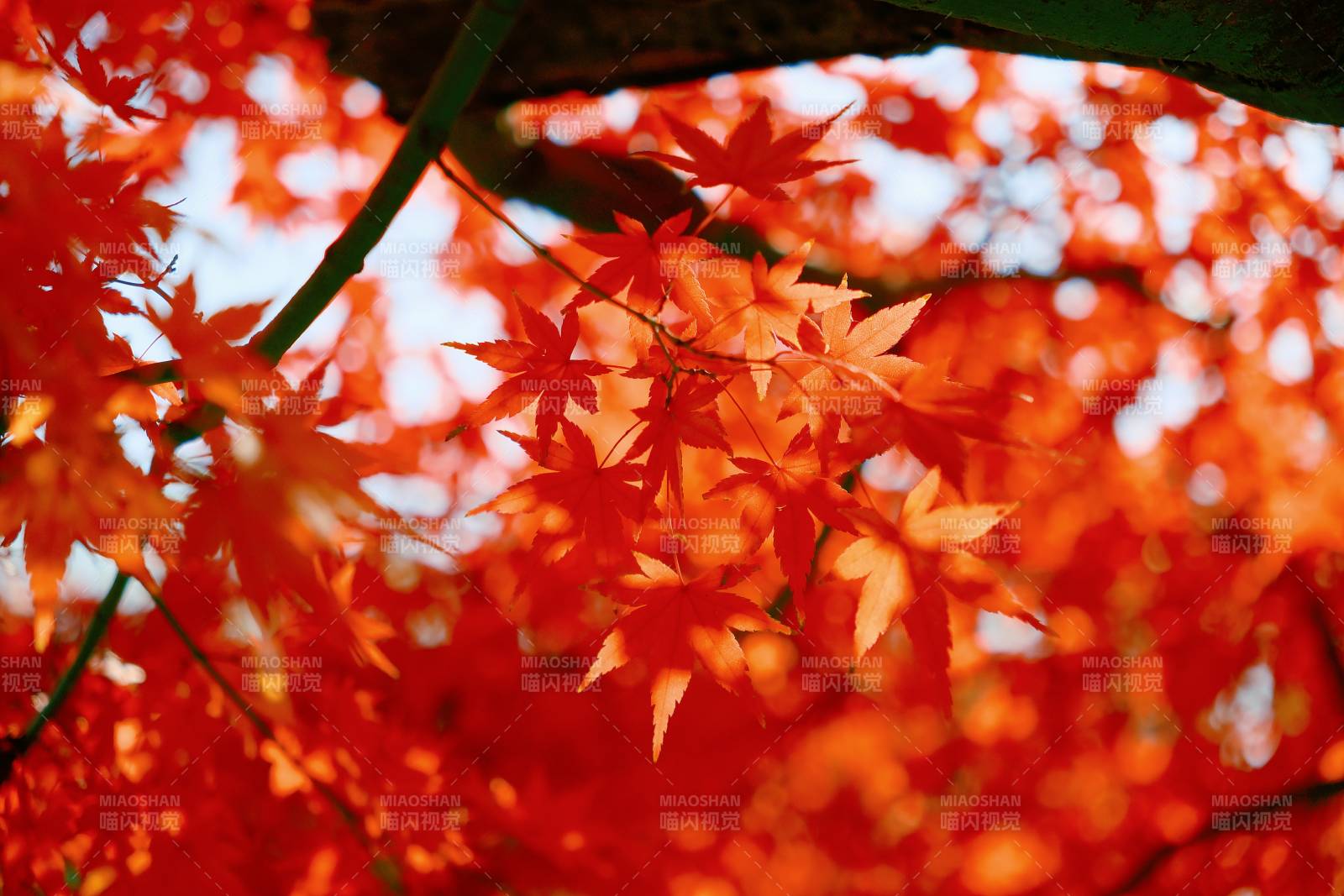 秋日红叶映天光图片