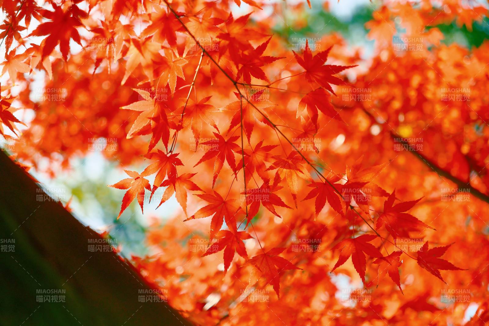 秋日红叶映天际图片