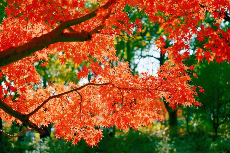 秋日红叶映绿林图片