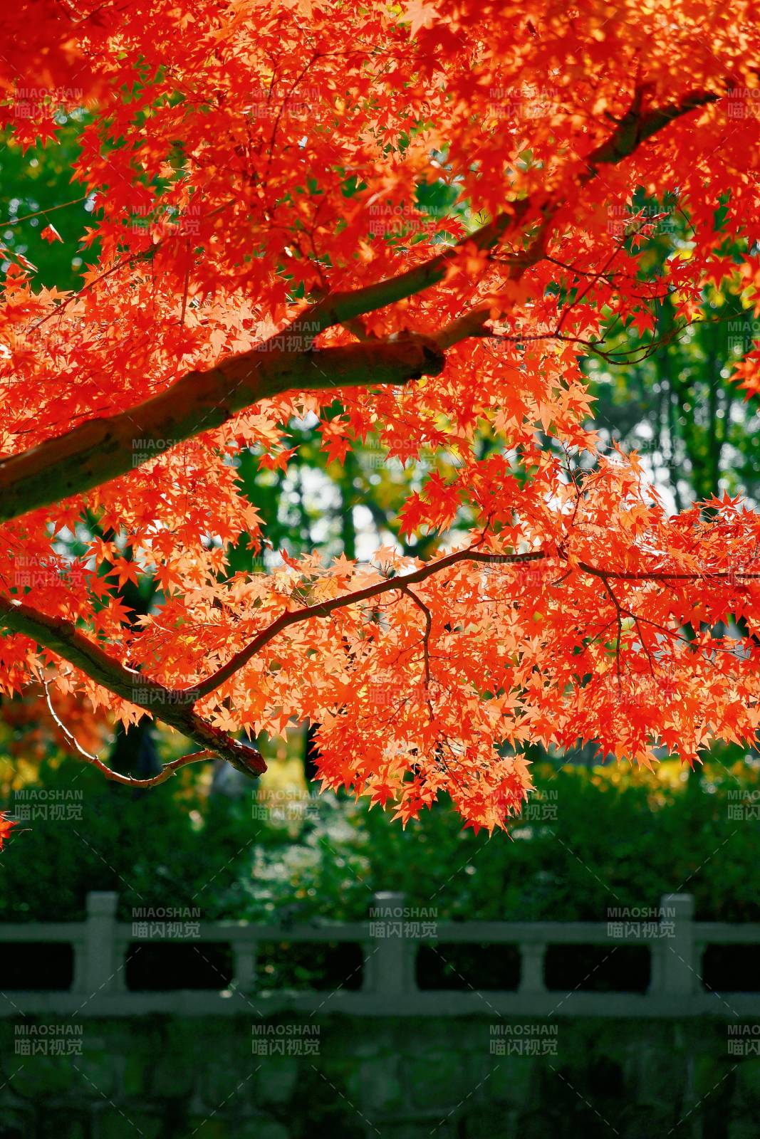 秋日红叶映桥栏图片