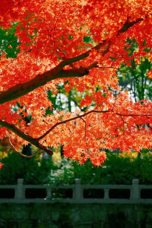 秋日红叶映桥栏图片